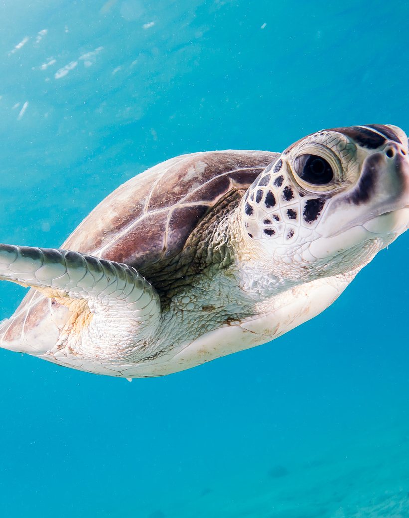 Green sea turtle swimming in clear blue Bonaire water