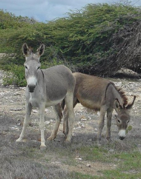 Wild donkeys in the Bonaire kunuku scrubland
