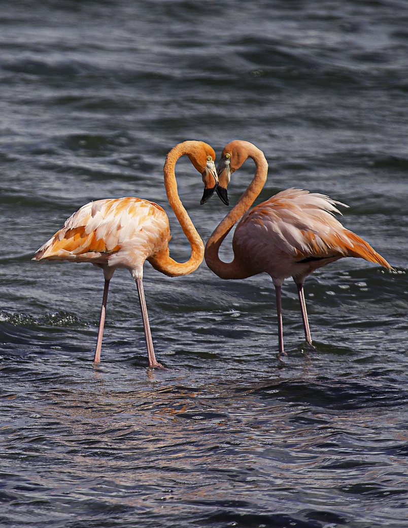 Two flamingos facing each other, necks forming a heart